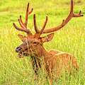 Elk