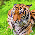 Ready to Pounce
