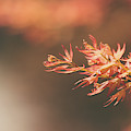 Spring or Fall