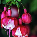 Wallpaper Flower